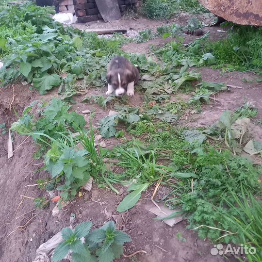 Среднеазиатская овчарка алабай щенки