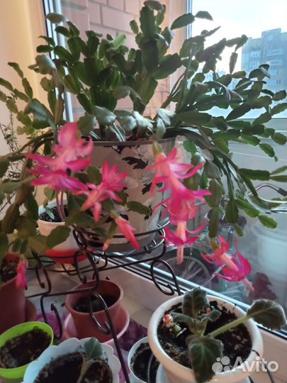 Комнатные цветы