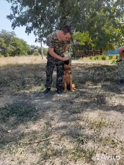 Дрессировка и воспитание собак