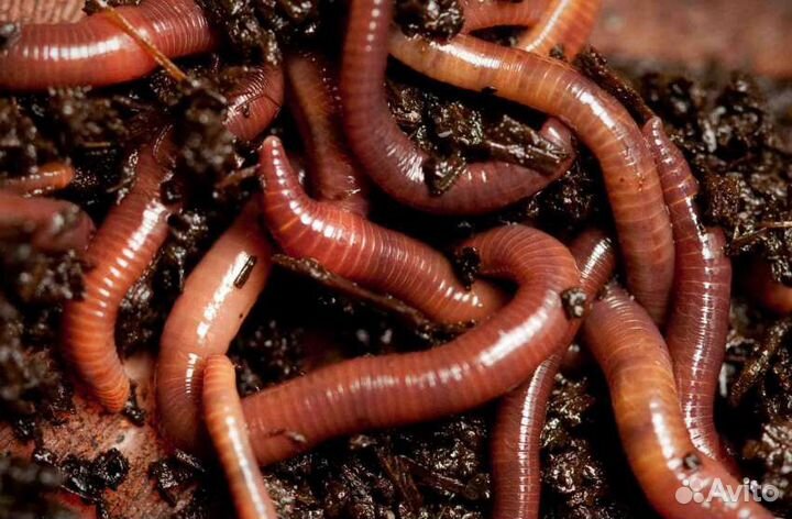 Черви морячки живые