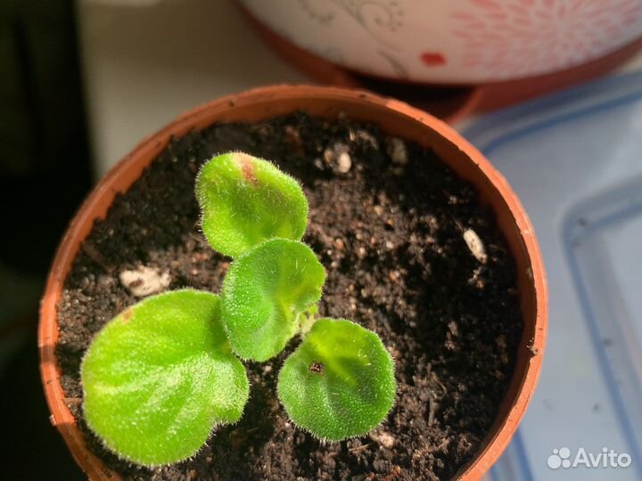 Фиалка «химера виолетта»