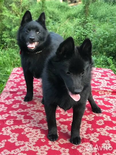 Щенки шипперке