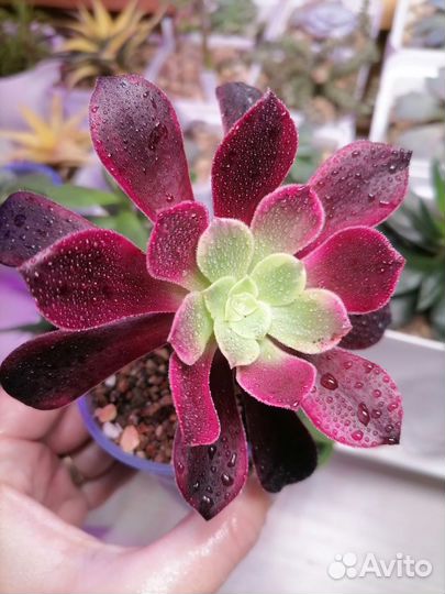 Эониум / Aeonium