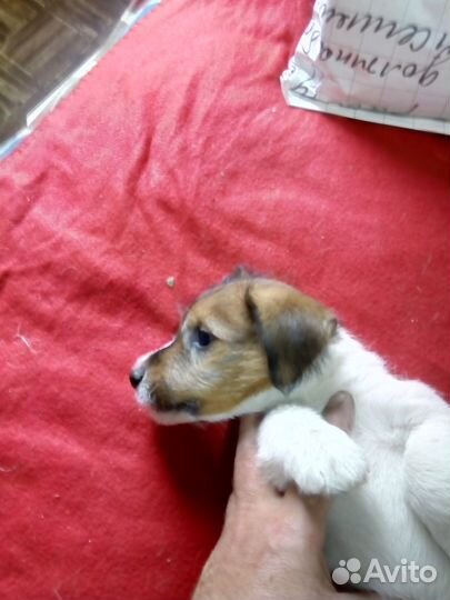 Щенки джек рассел терьер брокен и джойстики