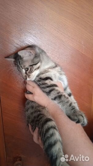 Домашняя кошечка