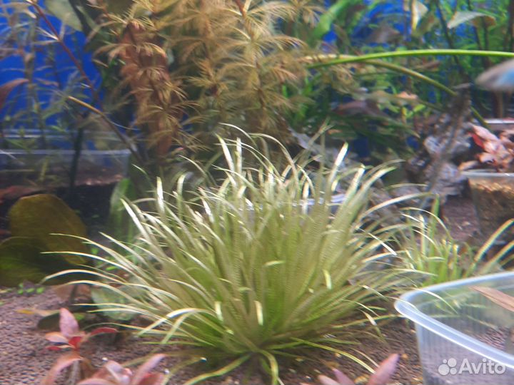 Аквариумные растения прополка