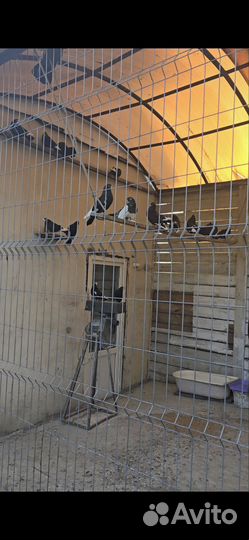 Птицы,голуби