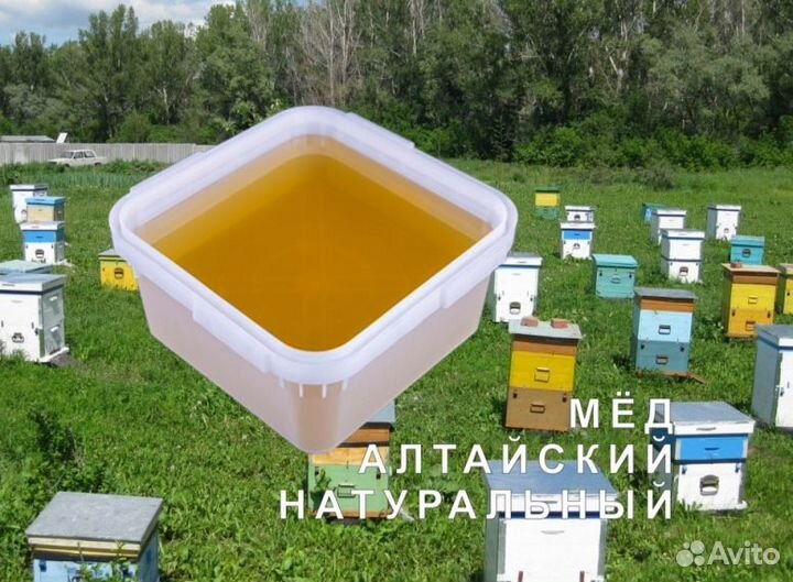 Мёд натуральный алтайский опт