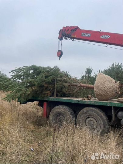 Сосна Веймутова, крупномер