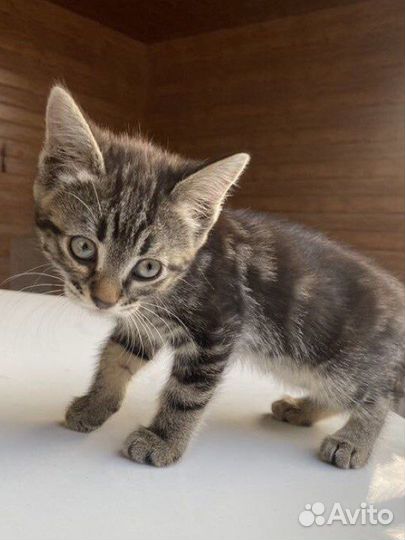 Котенок (девочка) в добрые ответственные руки