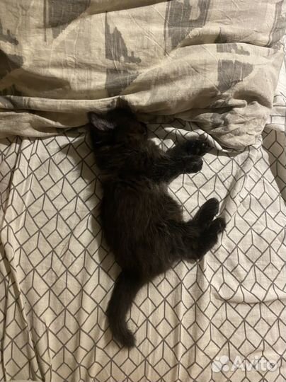 Продам котят