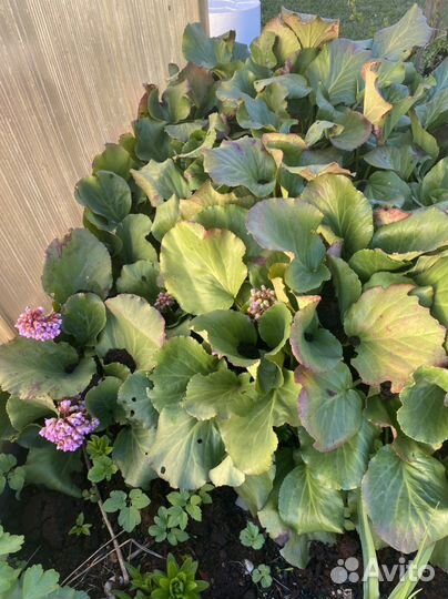 Примула и другие многолетние растения