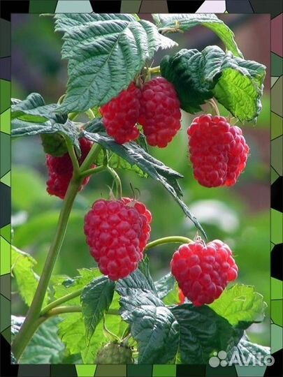 Саженцы Малина,Ежевика,Смородина,Слива,Крыжовник