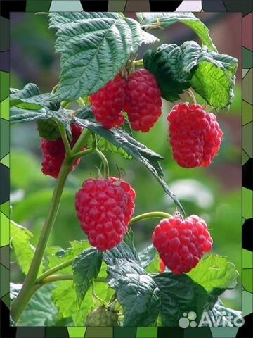 Саженцы Малина,Ежевика,Смородина,Слива,Крыжовник