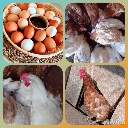 Куры несушки