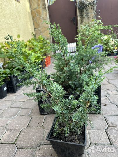 Можжевельник китайский