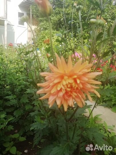 Хризантема