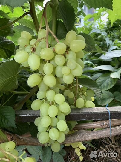 Черенки вкусных сортов винограда