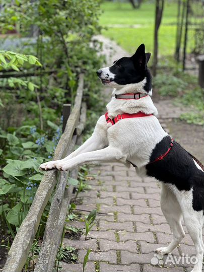 Маленькая собака из приюта