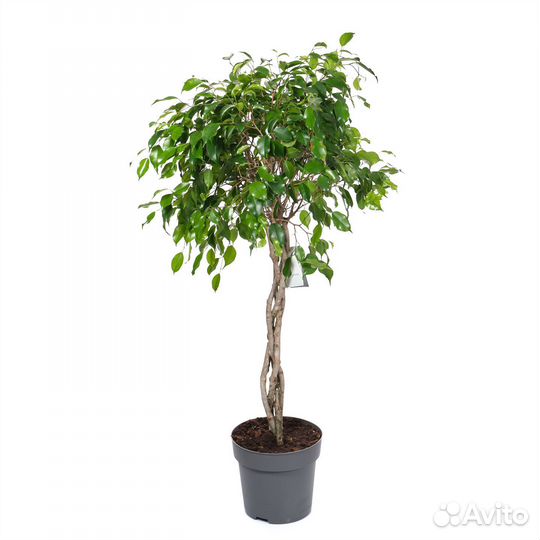 Горшечные растения