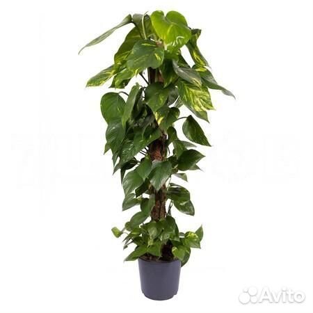 Высокие растения