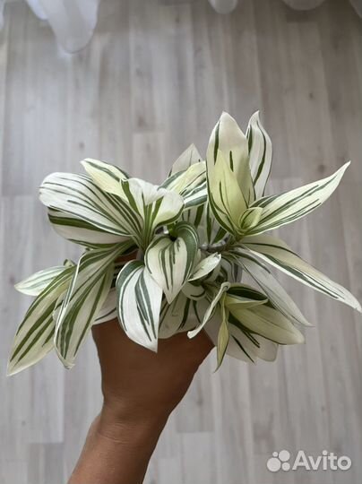 Традесканции