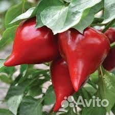 Семена перца Леся