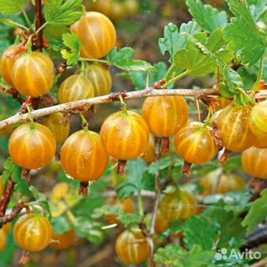 Саженцы крыжовника