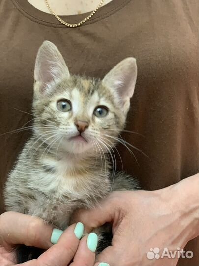 Милые котята ищут дом