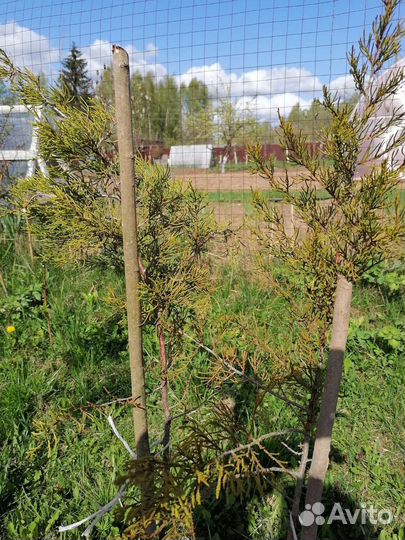 Можжевельник