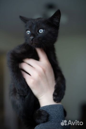 Котенок малыш