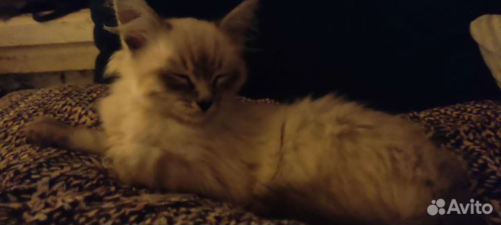 Невский маскарадный кот