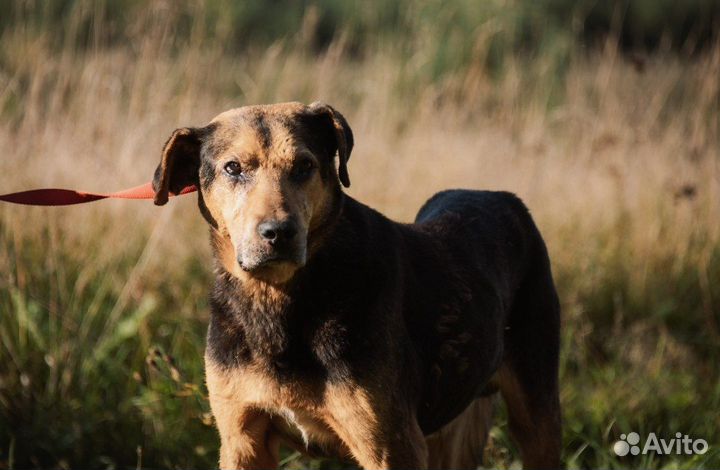 Собака компаньон в добрые руки