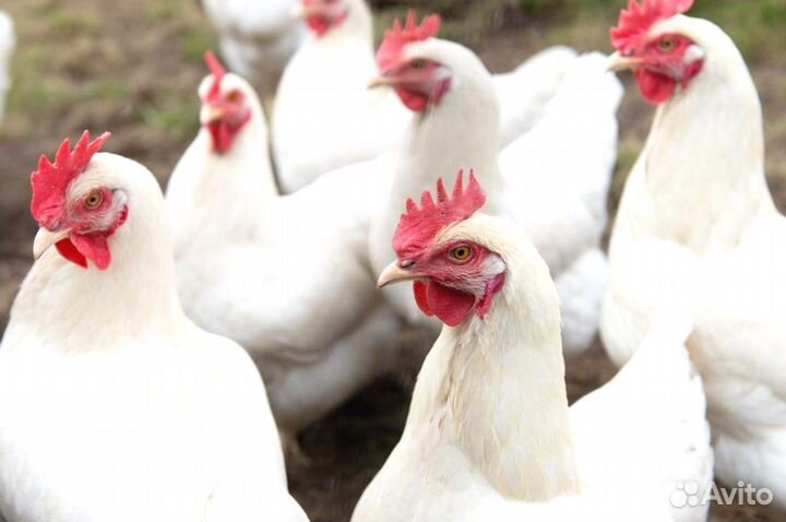 Куры Несушки, Бесплатная доставка