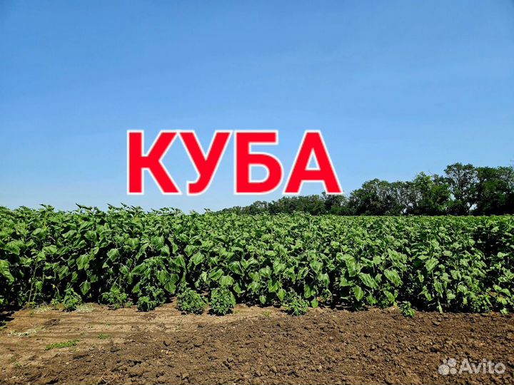 Семена гибридов подсолнечника Куба, Валентина