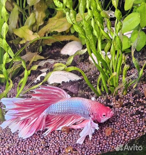 Рыбка петушок