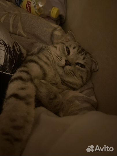 Кира Мамаева