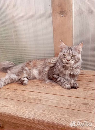 Кошка мейн-кун