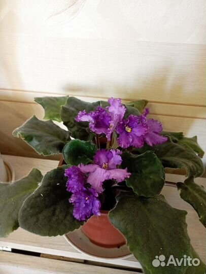 Комнатные цветы