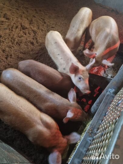 Поросята ландрас дюрок