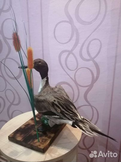 Чучело утки