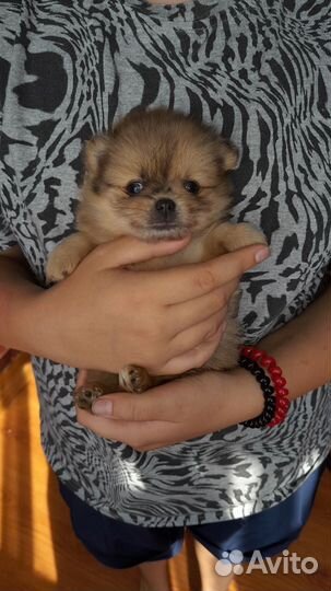 Померанский шпиц