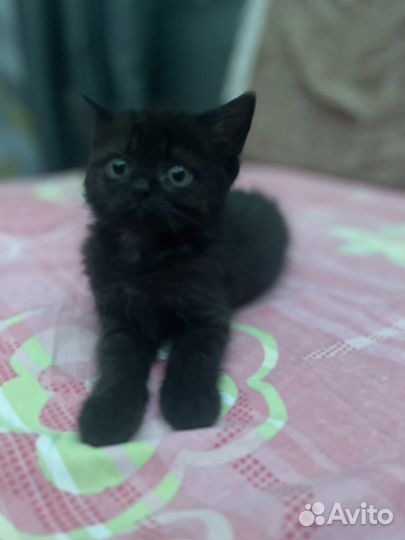 Кошка в дар бесплатно