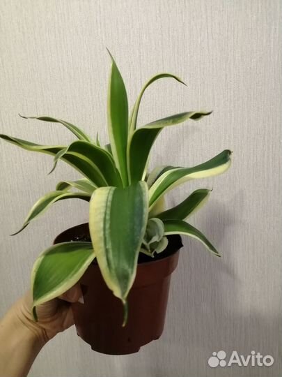 Сансевьерия крео