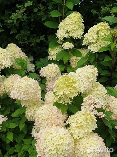 Гортензия метельчатая 