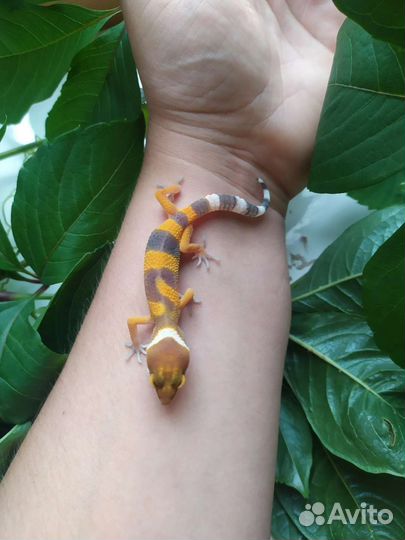 Малыши эублефары