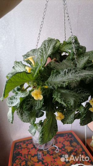 Цветы для дома