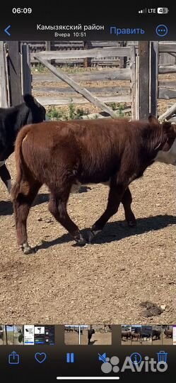 Телята бычки