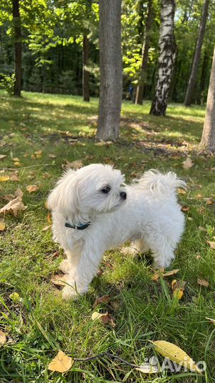 Mini Maltese вязка