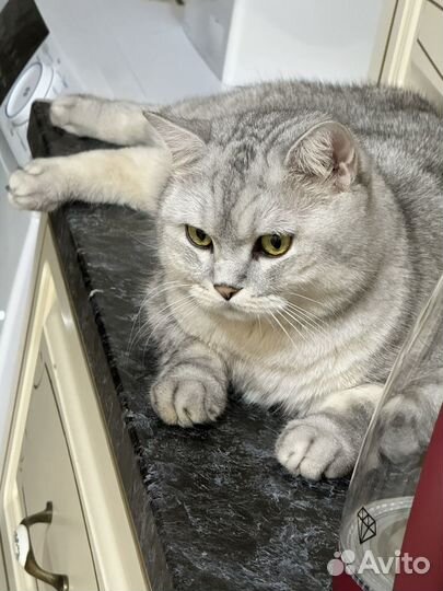 Передержка кошек, собак